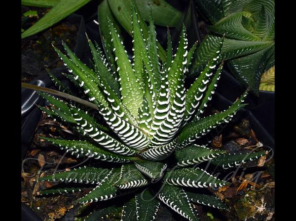 Zebra Haworthia